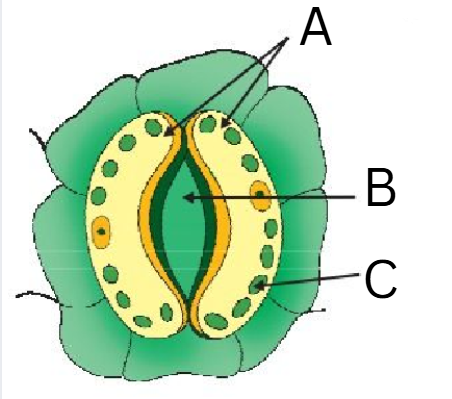 <p>Label the following diagram of stomata</p>