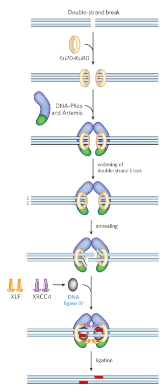 <ol><li><p>Ku7-Ku80 complex binds to the broken DNA ends, which protects the ends and marks them the fite for repair</p></li><li><p>DNA-PKcs (kinase) and Artemis (nuclease) are recruited to form the repair complex</p></li><li><p>synapsis occurs - the 2 DNA ends are brought together and held in place so they don’t drift apart</p></li><li><p>End processing - Artemis removes single-strand extensions or hairpins, making the strands compatible for joining</p></li><li><p>Annealing - short regions of microhomology base-pair (W-C only) to align the strands</p></li><li><p>DNA polymerase fills the missing nucleotides</p></li><li><p>DNA ligase seals the break by forming phosphodiester bonds</p></li></ol><p></p>