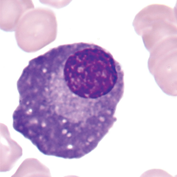 <p>What cell is this?</p>