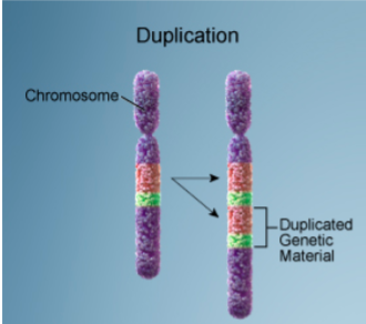 <ul><li><p>chromosome segment repeated</p></li><li><p>individual has more than 2 alleles for certain traits</p></li><li><p>inv dup 15 syndrome- inverted duplication of chromosome 15 (isodicentric 15)</p></li><li><p>inversion- segment joins in direction opposite from normal </p></li></ul><p></p>