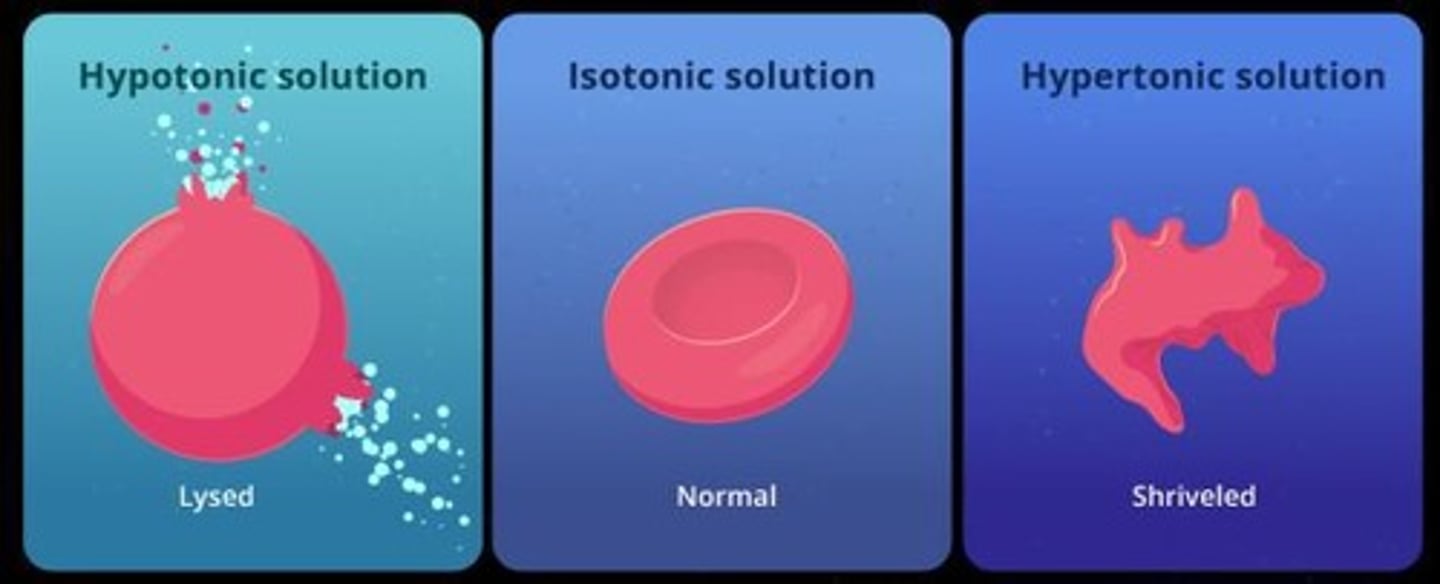 <p>Hypertonic: higher solute concentration; </p><p>Hypotonic: lower solute concentration; </p><p>Isotonic: equal solute concentration.</p>
