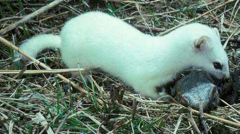 <p>Long tailed weasel </p>
