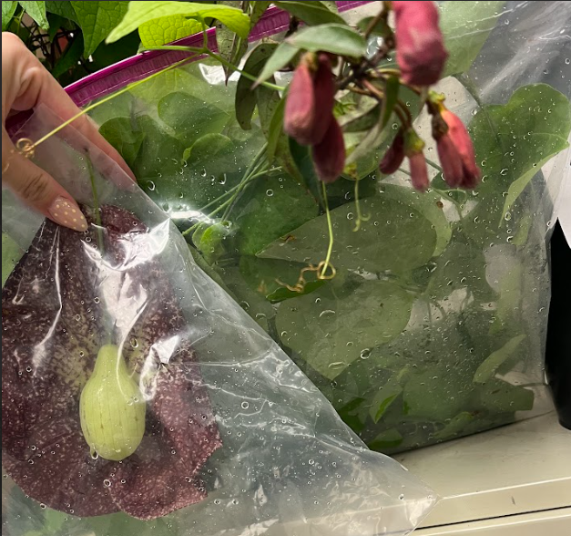 <ul><li><p>no tendrils</p></li><li><p>toxic to pollinators</p></li><li><p>DISTINCT flower</p></li></ul><p></p>