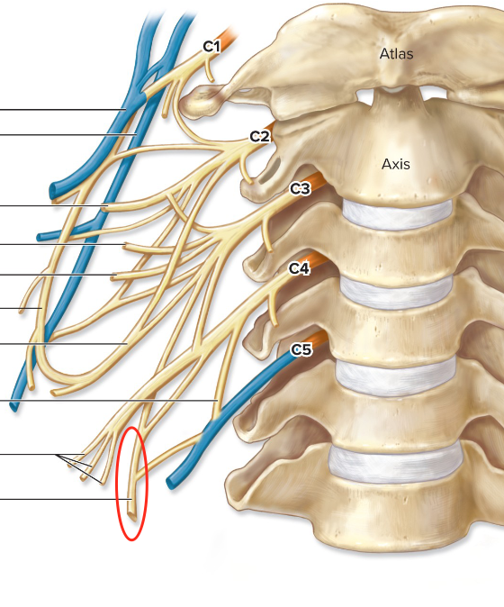 <p>goes to the thoracic cavity; innervates diaphragm</p>