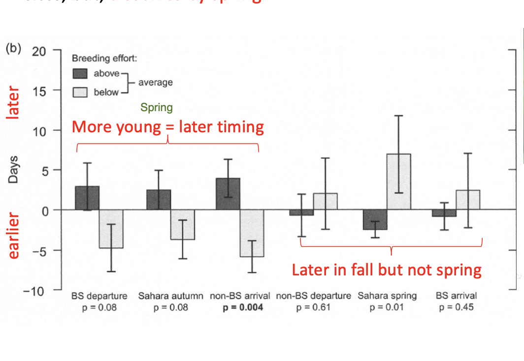 <ul><li><p>>parental effort = later fall migration departure &amp; arrival at African overwintering sites, but, dissolves by spring</p></li></ul><p></p>