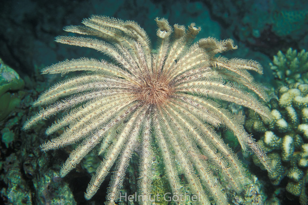<p>Crinoidea - Haarsterne & Seelilien: Stiel?, Ernährung, Mundöffnung</p>