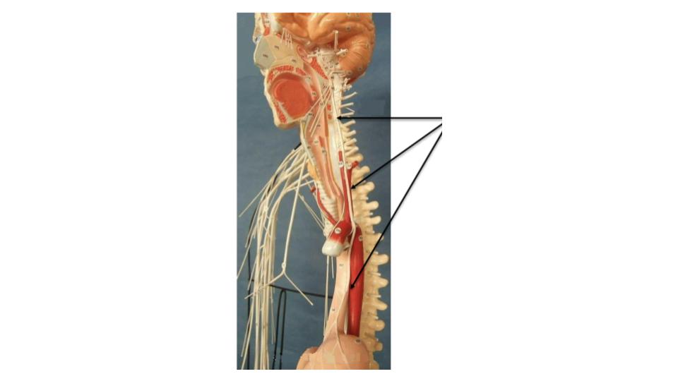 <p>nerve</p>