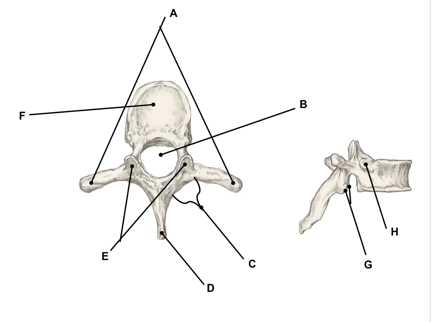 <p>Match the appropriate term with the landmark or structure </p>