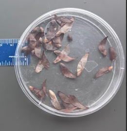 <ul><li><p><strong>Diploid embryo</strong> inside</p></li><li><p>Surrounded by seed coat (diploid)</p></li><li><p>Contains stored food (from megagametophyte, haploid)</p></li><li><p>Adapted for <strong>wind dispersal</strong></p></li></ul><p></p>