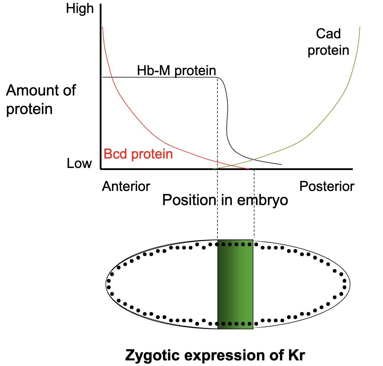 <ul><li><p>specific concentrations of maternal Bcd and Hb protein activates or represses the expression of specific gap genes</p></li><li><p><strong>high</strong> levels of Bcd and Hb protein <strong>INHIBIT</strong> Kr+ transcription</p></li><li><p><strong>low</strong> levels of Bcd or Hb protein <strong>ACTIVATE</strong> Kr+ transcription</p></li><li><p>Kni protein also inhibits Kr+ transcription</p></li><li><p>figure = where we expect Kr+ to be expressed</p></li></ul><p></p>