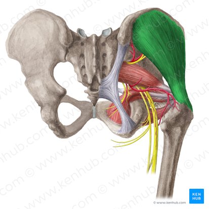 <p>Abduction across the lateral side of the ilium</p>