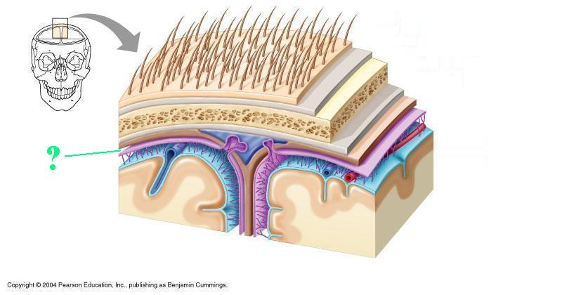 <p>Identify the indicated space</p>