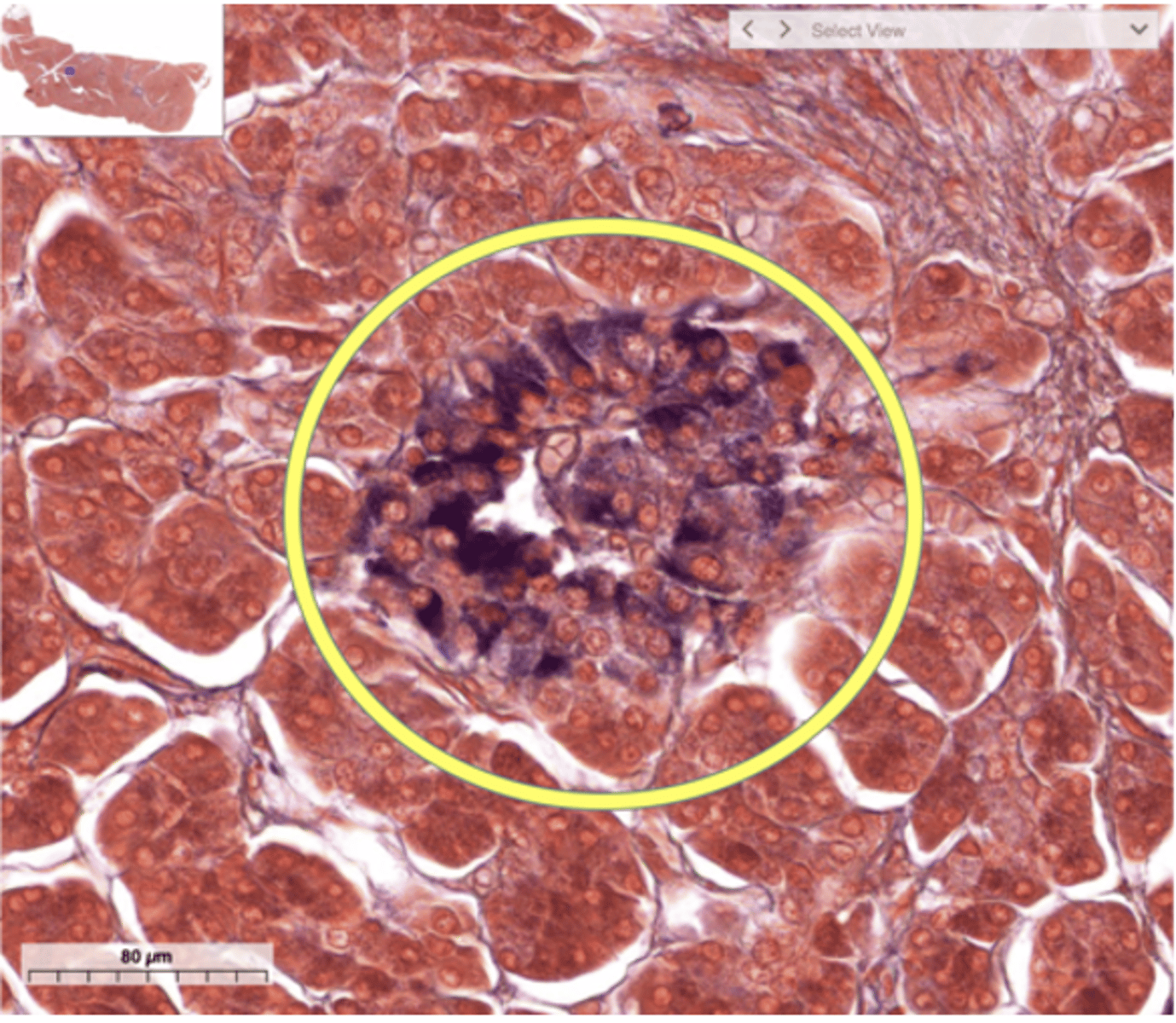 <p>Identify the structure</p>