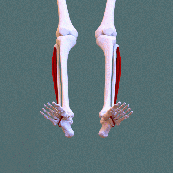 <p>What Lateral Comp Muscle</p>