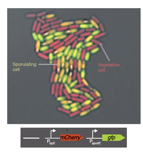 <p>A population of Bacillus subtilis cells with <span style="color: green;"><strong>some members committing to developing spores (GFP + Spo0A sporulation factor)</strong></span>, while other cells <em><mark data-color="green" style="background-color: green; color: inherit;">remain vegetative and metabolically active (RFP + tryptophan synthesis genes).</mark></em></p>