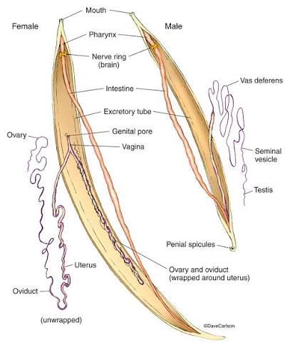 <p>segmentation:</p><ul><li><p>nonsegmented worms</p></li></ul><p>body cavity:</p><ul><li><p>pseudocoelomate—have a body cavity that’s not completely lined with mesodermal tissue</p></li><li><p>covered by a tough cuticle; must shed cuticle to grow </p></li></ul><p>habitat:</p><ul><li><p>found in most aquatic habitats, free-living or parasitic</p></li></ul><p>reproduction:</p><ul><li><p>usually reproduce sexually (dioecious)</p></li></ul><p></p>