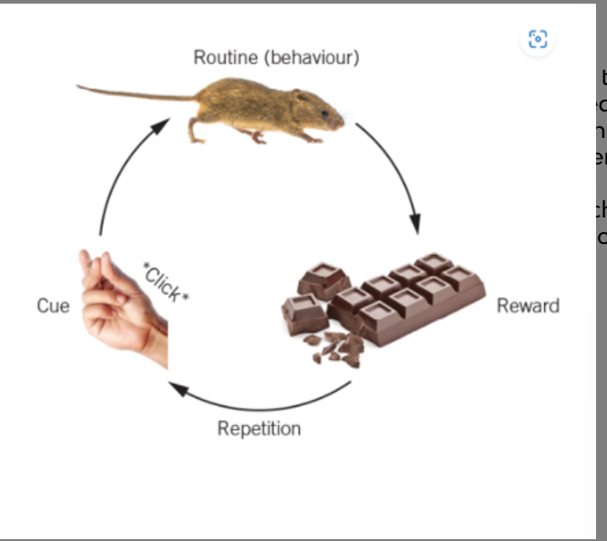 <p><span>•A cycle of cue and reward</span></p><p><span>•When the loop is repeated, the behaviour related to the sequence of movement is strengthened and becomes more precise and efficient.</span></p><p><span>•This makes repetitive behaviours automatic, which frees up our brain to focus on other more complex decisions.</span></p>