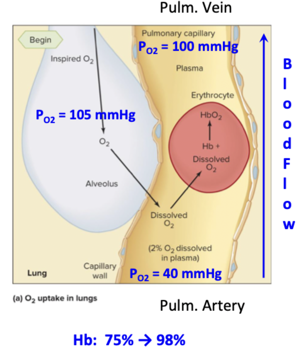 <p>O2 in alveolus → dissolved/diffused into plasma → increases PO2 → dissolved O2 binds to Fe in Hb → down pulmonary vein</p><p>PO2 in alveolus = 105 mmHg</p><p>PO2 at pulm artery = 40 mmHg</p><p>PO2 at pulm vein = 100 mmHg</p>
