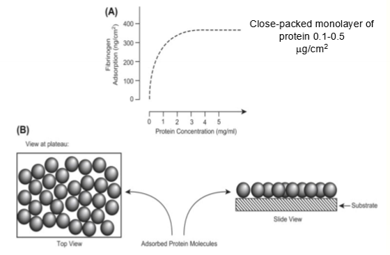 <p>relates the amount of adsorbed protein to the soln. of protein at equilibrium; can be difficult to reach true equilibrium though (might start stacking on top of each other instead so multiple layers instead of a monolayer where it wkuld just be a plateau)</p>