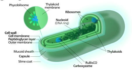 <p>Cyanobacteria is a Prokaryotes cell that is _________ than bacteria.</p>