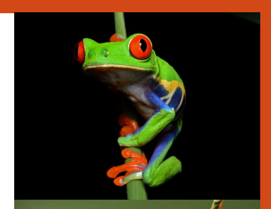 <p>name this animal</p>