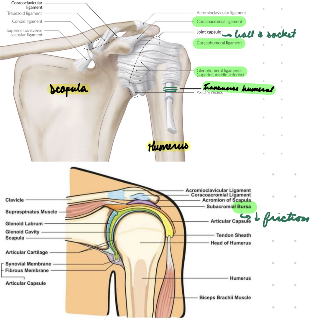 <p>Ball-and-socket joint between humerus head + scapula glenoid cavity</p><p>Ligaments:</p><ul><li><p>Coracoacromial</p><ul><li><p>Between coracoid process + acromion</p></li></ul></li><li><p>Coracohumeral*</p><ul><li><p>Between coracoid process + humerus greater tubercle</p></li></ul></li><li><p>Glenohumeral (superior, middle, inferior)</p><ul><li><p>Between glenoid labrum (scapula) + humerus neck</p></li></ul></li><li><p>Transverse humeral</p><ul><li><p>Between humerus greater tubercle + humerus lesser tubercle</p></li></ul></li></ul><p>Bursa: Fluid-filled sacs in synovial membrane reducing friction</p>