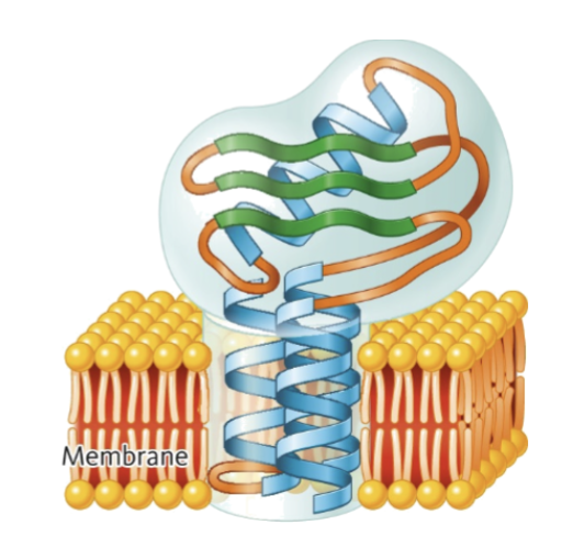<p>proteins anchored in membrane</p>