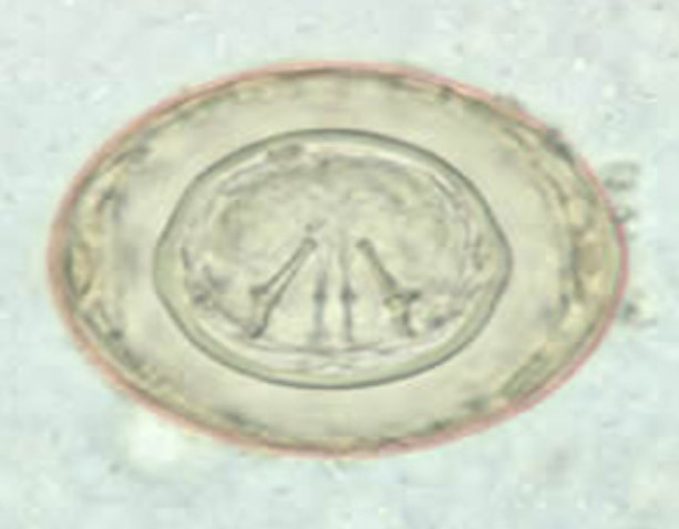 <p>Name, common name</p>