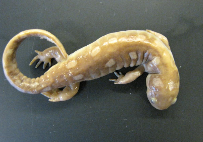 <p>Common name, Family, Scientific Name?</p>