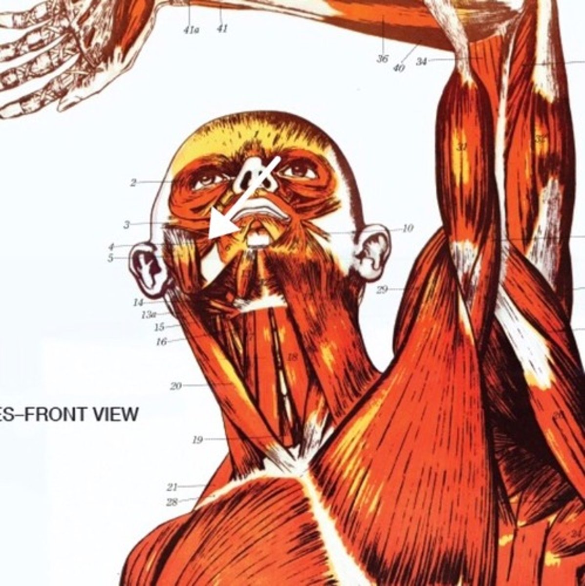 <p>What is this muscle?</p>