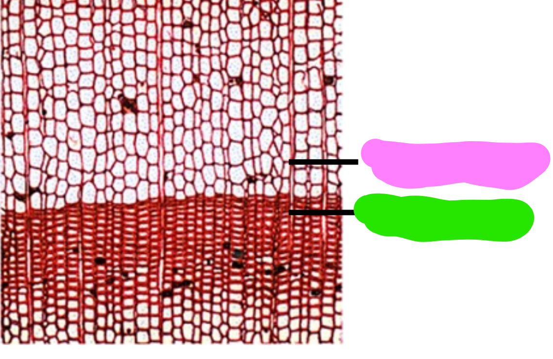 <p>Which is Spring Wood which one is Late Wood, how can you tell? </p>