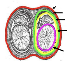 <p>What does the pink outline represent?</p>