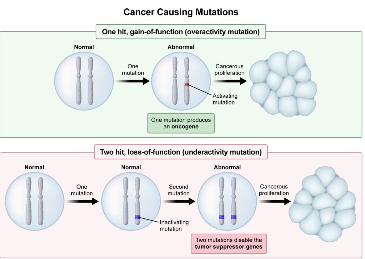 <p>C; <span style="line-height: 1.6em;"><strong>Proto-oncogenes</strong> are genes responsible for generating proteins that regulate the cell cycle.&nbsp;</span><span style="line-height: 1.6em; font-size: inherit;"><strong>They</strong></span><span> can become oncogenes (i.e., cancer-causing genes) due to</span><strong>&nbsp;</strong><span style="line-height: 1.6em;"><strong>gain-of-function</strong></span><span> mutations.</span></p><ul><li><p>Proto-oncogenes become cancerous via a one-hit, gain-of-function mutation.</p></li><li><p>Tumor-suppressor genes become cancerous via a two-hit, loss-of-function mutation.</p></li></ul><p></p>