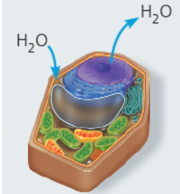 <p>plant cell in isotonic solution</p>