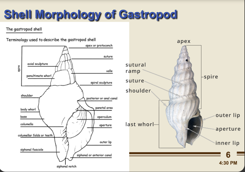 <p>most keys depend on shell features! info card for anatomy flip for more</p>