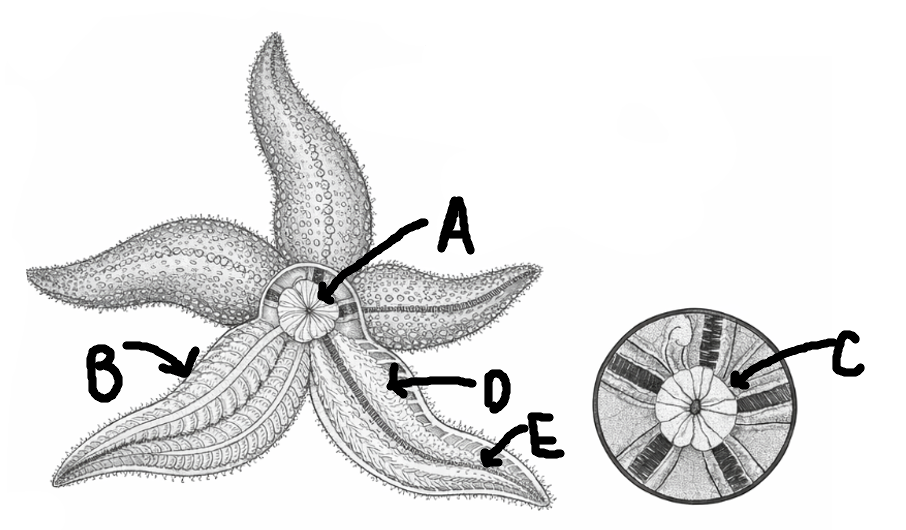 <p>What does letter B show in this diagram? </p>