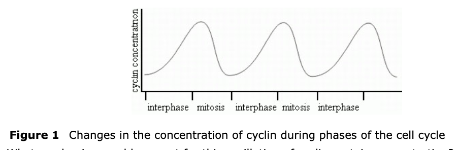 <p><span>The concentration of the protein cyclin rises and falls during the cell cycle as shown in Figure&nbsp;1</span></p><p><span>What mechanism could account for this oscillation of cyclin protein concentration?</span></p><p><strong>A. </strong>Replication of the cyclin gene during S phase of interphase</p><p><strong>B. </strong>Segregation of chromosomes carrying the cyclin genes during mitosis</p><p><strong>C. </strong>Translation of cyclin mRNA in interphase and proteolysis of cyclin protein in mitosis</p><p><strong>D. </strong>Translation of cyclin mRNA in mitosis and proteolysis of cyclin protein in interphase</p>