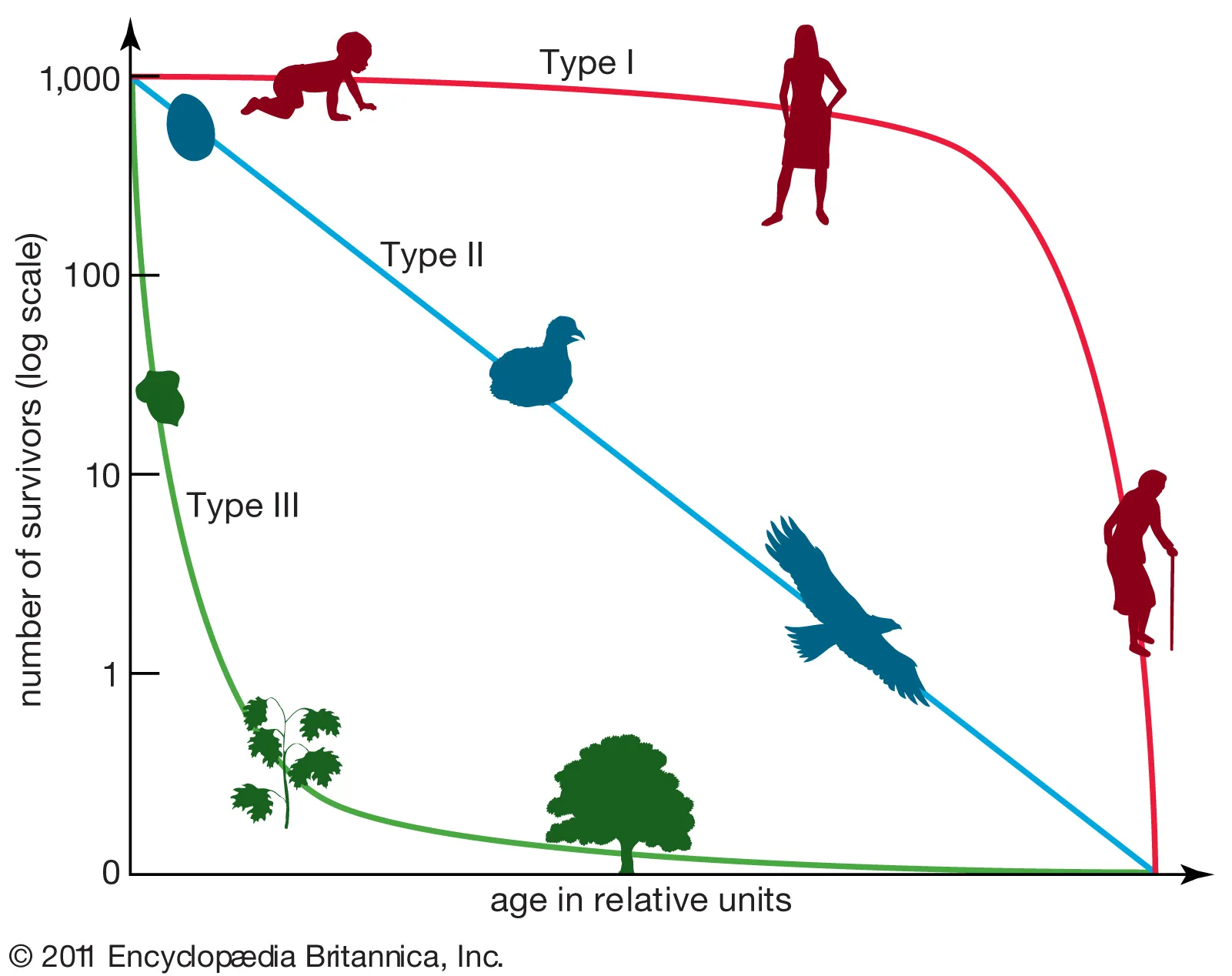 <p>death rate is fairly constant between children and adults (ex. rodents, lizards)</p>
