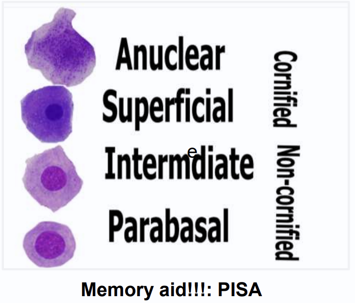 <p>anuclear, superficial, iintermediate and parabasal </p>