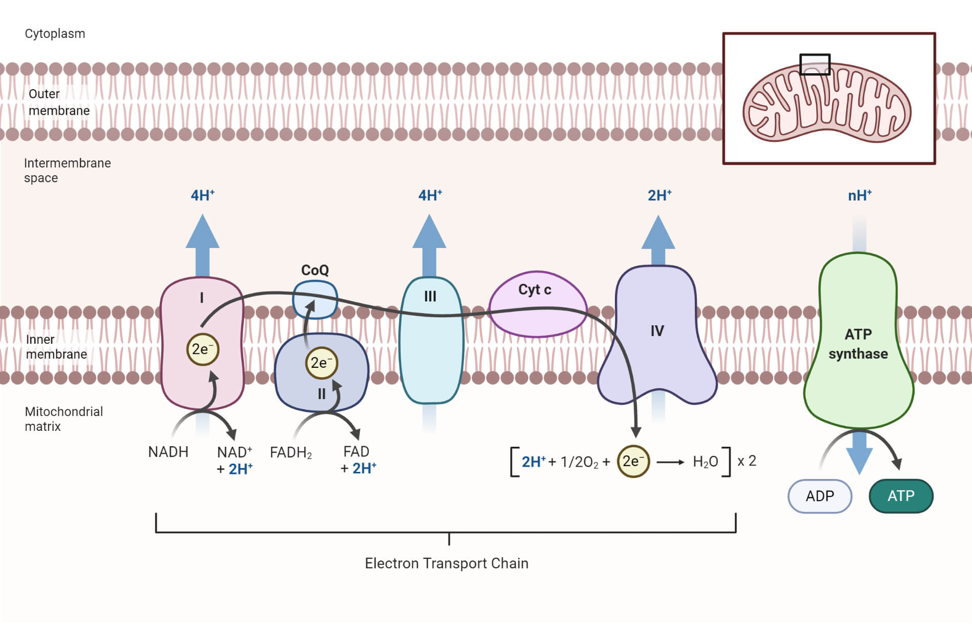 <p><strong><mark data-color="rgba(0, 0, 0, 0)" style="background-color: rgba(0, 0, 0, 0); color: inherit;">a series of protein complexes and molecules in the inner mitochondrial membrane</mark></strong><span>. It transfers electrons from donors (NADH and FADH₂) to oxygen. This energy pumps protons (H⁺) across the membrane, creating a gradient that drives ATP synthase to produce ATP.</span></p>