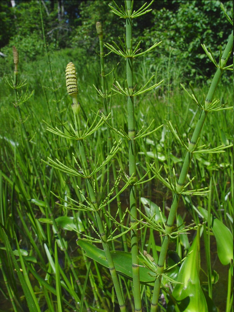<p>an ancient, perennial wetland plant known for its bamboo-like, hollow green stems. It thrives in shallow waters, marshes, and lake margins across the temperate Northern Hemisphere. The plant is particularly recognizable by the very large central cavity that takes up the majority of the stem's diameter, making the stalk easily compressible when squeezed</p>