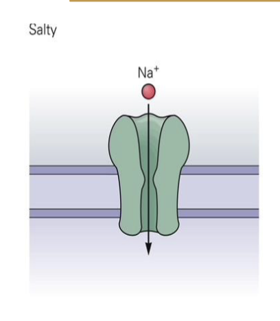 <p>→ Tastant: NaCl (Na⁺ ions)</p><p>→ High [Na⁺] in saliva opens the channel</p><p>→ Na⁺ flows in → depolarization → neurotransmitter release</p>