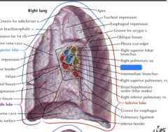 <p>Identify the structure</p>
