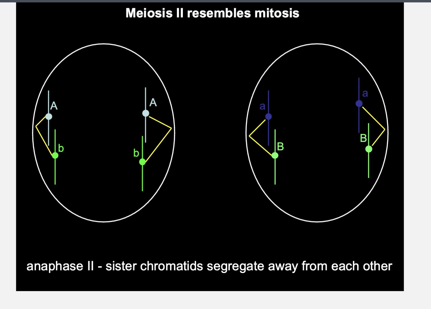 <p>Each cell is <strong>n</strong> (ploidy 1), with 2 single-chromatid chromosomes, one of each type. That matches the final gametes on your earlier slide</p>