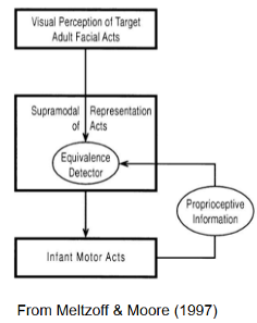 <ul><li><p>neonates recognise equivalences between body transformations they see and those of their own body that they ‘feel’ themselves make</p></li><li><p>babys emotional expressions induce adults to produce similar expressions, which provides the infant with a visual input to match their motor output</p></li></ul><p></p>
