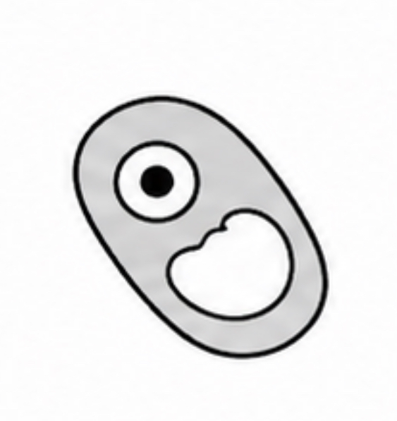 <p>SCIENTIFIC NAME</p>