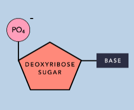 <p>3 parts</p><ul><li><p><strong>deoxyribose sugar</strong> - as its pentose sugar</p></li><li><p><strong>negative phosphate group</strong> (PO4³-)</p></li><li><p><strong>nitrogenous base </strong>(varies) : adenine, guanine, cytosine or thymine </p></li></ul><p></p>