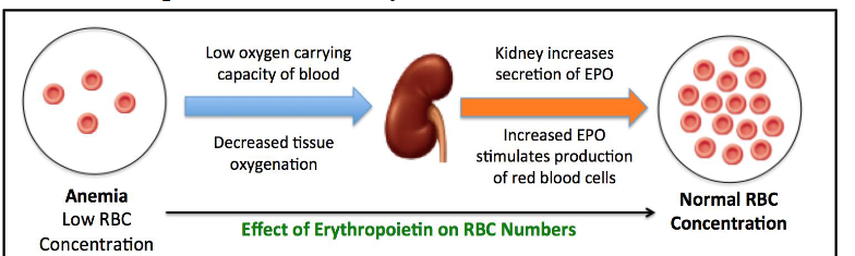 <p>Requirements for Erythropoiesis</p>