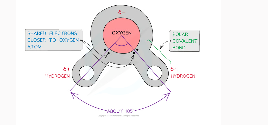<p>why is water a polar molecule?</p>