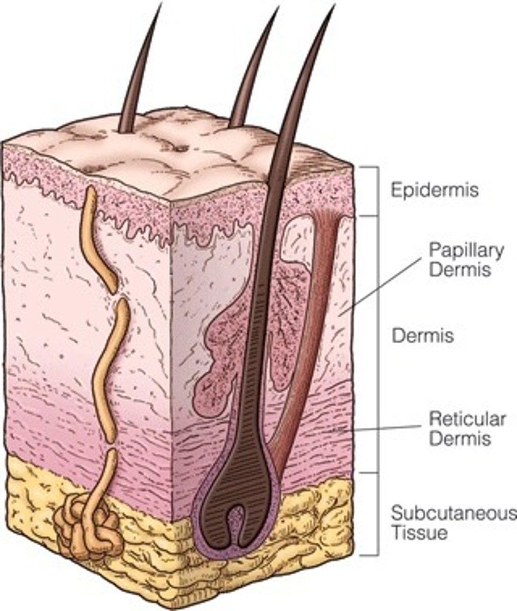 <p>Thick deep dermis; collagen for strength</p>